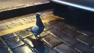 Virgin Money Advert - Dancing Pigeon - full song