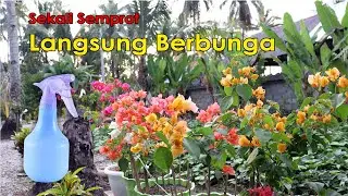 Sekali Semprot, Bunga Bougenville Lebat dan Tahan Lama