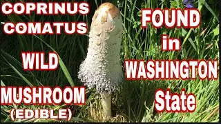 Coprinus Comatus Wild Mushroom (Edible)
