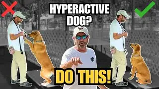 I Trained This Out-of-Control Dog in Just 1 Day: Hyperactive Dog Training Transformation