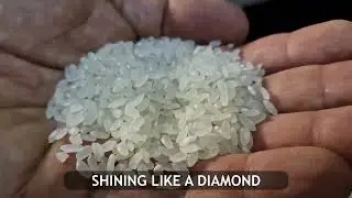 Our key ingredient : The Rice - Hana Group