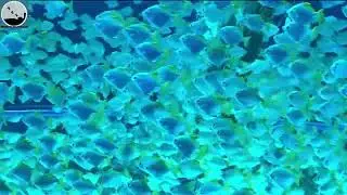Fall Asleep Fast with Marine Fish Rotation | Episode - 09