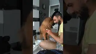 Eurasier - (RICO) - dad is fixing my pipi !! :)