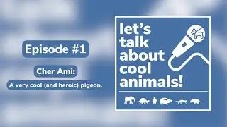Let's Talk About Cool Animal! Episode #1 - Cher Ami: A Very Cool (and Heroic) Pigeon
