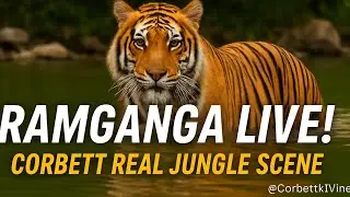 Tiger Bathing in Ramganga River | Jim Corbett National Park Real Jungle Scene | Corbett Ki Vines