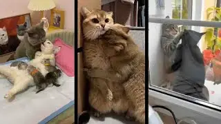 Romantic Moments of Cats | Most Romantic cats couple video - Cat romance