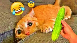 𝐍𝐞𝐰 𝐅𝐮𝐧𝐧𝐲 𝐀𝐧𝐢𝐦𝐚𝐥𝐬 𝟐𝟎𝟐6😹𝐅𝐮𝐧𝐧𝐢𝐞𝐬𝐭 𝐂𝐚𝐭𝐬 𝐚𝐧𝐝 𝐃𝐨𝐠𝐬 𝐕𝐢𝐝𝐞𝐨𝐬🐶