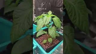 AirCube Pepper Update | 50-Day-Old Peppers Thriving in Hydroponics