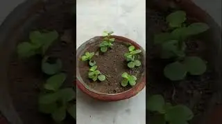 Grow jade plant from cuttings.