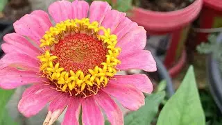 The Secret Lives of Monsoon Flowers