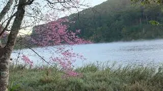 Sunrise at Tuyen Lam Lake | Cherry Blossoms, Birds & Morning Light (No Music)  