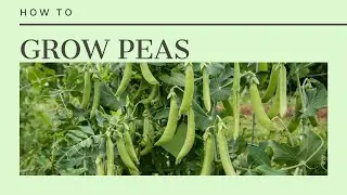How to Grow Peas- sowing, care and harvest