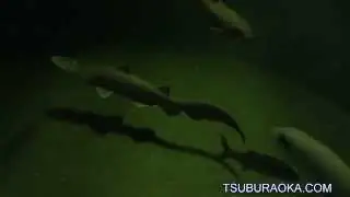 水槽をゆったりと泳ぐミツクリザメ(ゴブリンシャーク) 11月11日 葛西臨海水族園 ミツクリザメ ゴブリンシャーク