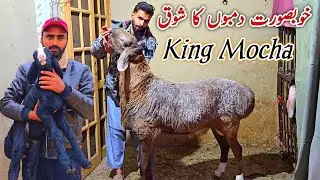 Top Class Turkey Dumbo Ka Shoq Collection 2026/27 | King Mocha Heavyweight Dumba