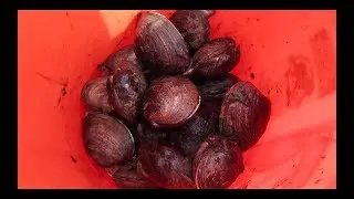 NETARTS BAY, OREGON CLAMMING! CATCH&COOK