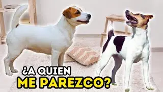 TOP Las 5 RAZAS mas PARECIDAS al Jack Russell