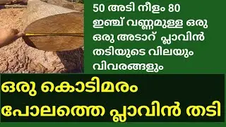 കൊടിമരം പോലത്തെ പ്ലാവ് |mmvlogs@anil 