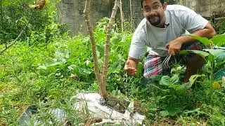 Grow Cassava in Bags! Cassava/Manioc harvest in Crocus bags! | Gardening in Trinidad and Tobago
