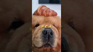 Сегодня я хочу съесть круассан 🥐