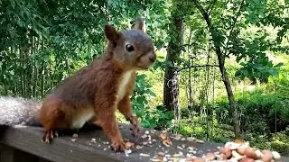 Watching a Red Squirrel Eating Peanuts 