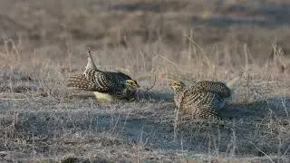 Sharp tailed confrontation