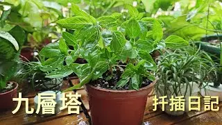 九層塔扦插日記~從親戚家摘回來的九層塔，拿來扦插看看吧！