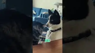 Amazing Dog Magic Trick