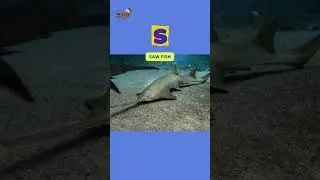 ABC Under the Sea Song | Letter Q to T | Learn English, Alphabets and Animals for Kids #abcd
