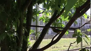 An Excited Pekin Robin at Davis Lund Aviaries