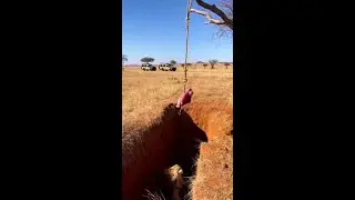 Lion Falls Into Trap Trying To Get Meat! 🦁🥩 #Shorts