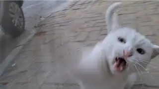 Angry White Cat gets angry and attacks my camera.