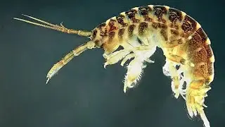 Tying Fulling Mills Foam Back Killer Shrimp Fly