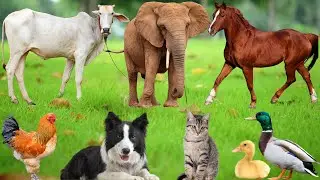 Happy Farm Animals: Dog, Sheep, Chicken, Pig, Goat, Duck, Cat, Cow, Rabbit, Mouse &ndash; Animal Video