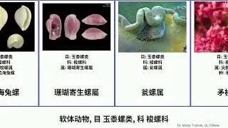 软体动物, 目 玉黍螺类, 科 梭螺科 mollusca 安卡西菱角螺 Bobby 瓮螺属 矛梭螺属 長菱角螺 Ovulidae 台湾桑梭螺 Littorinimorpha 凹梭螺屬 Floor