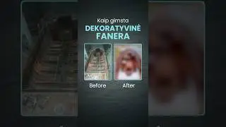 Kaip Gimsta Dekoratyvine Fanera