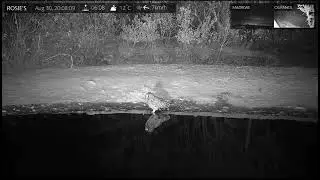 Aug 30 2022: (night) Spotted eagle owl flies off after drinking at Rosie&rsquo;s Pan
