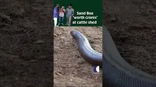 Boa piaskowe warte miliony dolar&oacute;w w oborze dla bydła #Indiansandboa #vavasuresh #snakemaster