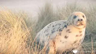 Seal Pups on the Norfolk Coast 2021