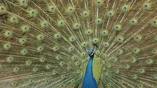 Peacock Mating Dance and Feather Display [4K]