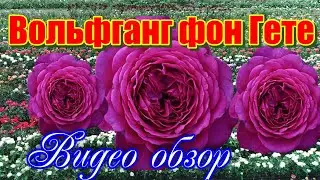 Обзор розы Иоганн Вольфганг фон Гете (Чайно гибридная) - Johann Wolfgang von Goethe.(Evers2004)
