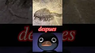 NOOT NOOT - waptia antes y despu&eacute;s