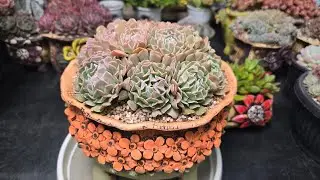 260118 일요일 베란다 매니아를 위한 소품부터 왕특대품까지.....  ☎️010-8835-7281