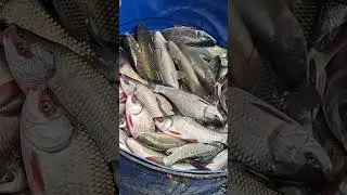 🐠🐍#fish #fishing #reels #trending #viral #viralreels #ytshorts #new #short #reels #viralvideo