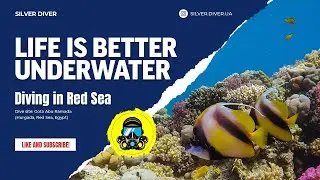 🤿 Жизнь красивее под водой - Гота Абу Рамада, Хургада, Красное море 🇪🇬 Египет