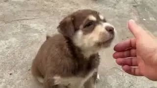 #puppydog #puppy burly play with kids