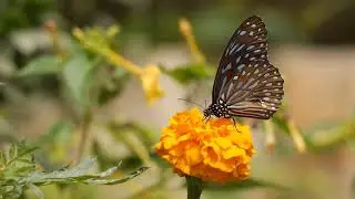 Forming a relationship with nature through Birding with some ethics and etiquettecy to follow;
