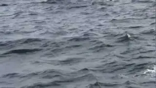 Triplo salto di Grande Squalo bianco