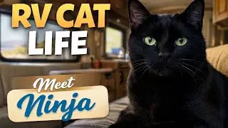 RV Cat Life: Ninja&rsquo;s Daily Activities on the Road || RV'ing with Luck