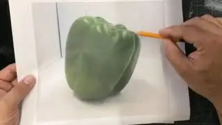 GREEN PEPPER DRAWING 1