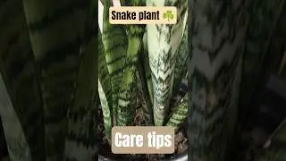 &ldquo;Snake Plant Care in 30 Seconds 🌿 | Beginner Friendly #shorts&rdquo;#snakeplant #ytshorts
